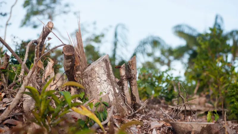 Área de desmatamento de floresta próxima ao rio Negro (2016): cientistas alertam que, se o desmatamento continuar sem controle, a extrapolação dos resultados sugere um declínio adicional na precipitação total durante a estação seca e maior elevação da temperatura (foto: Léo Ramos Chaves/Pesquisa FAPESP)