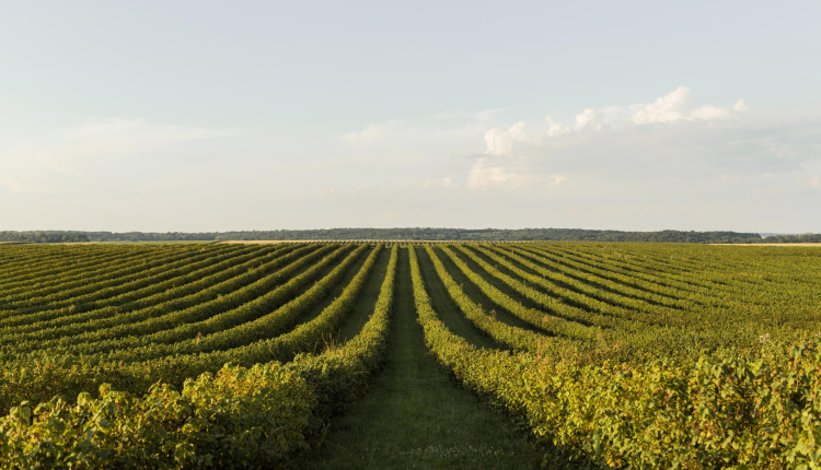 Agricultura regenerativa avança como pilar do futuro do campo e impulsiona inovação no uso de fertilizantes especiais