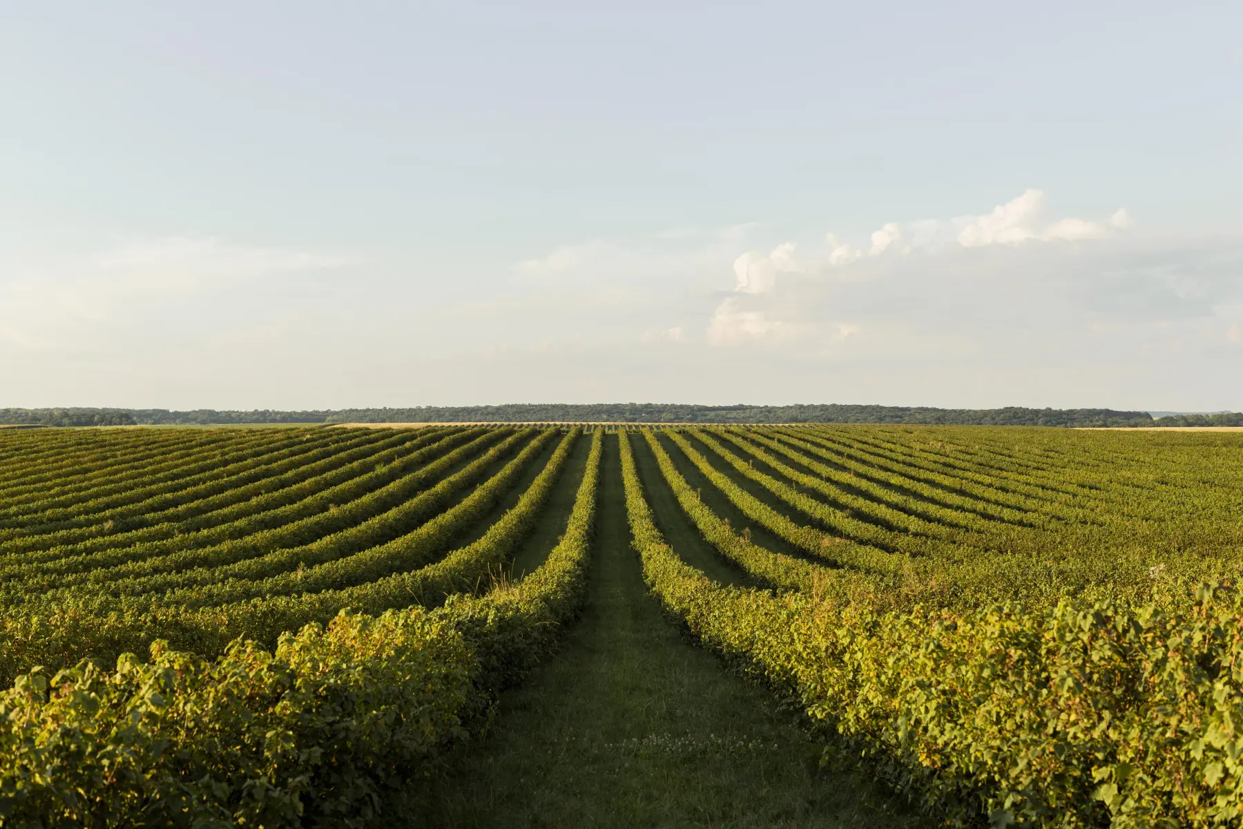 Agricultura regenerativa avança como pilar do futuro do campo e impulsiona inovação no uso de fertilizantes especiais