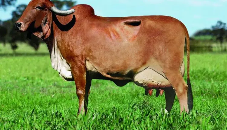 gir leiteiro