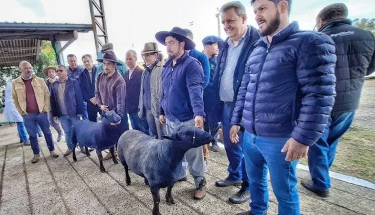 Conheça a Raça Texel, ovinos com maior representatividade na Expointer 2025