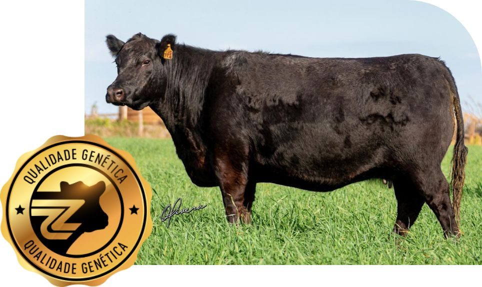 Conheça um dos melhores rebanhos de Angus do Brasil