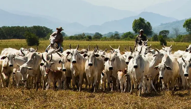 Cidade do boi: município brasileiro tem rebanho bovino 38 vezes maior que sua população