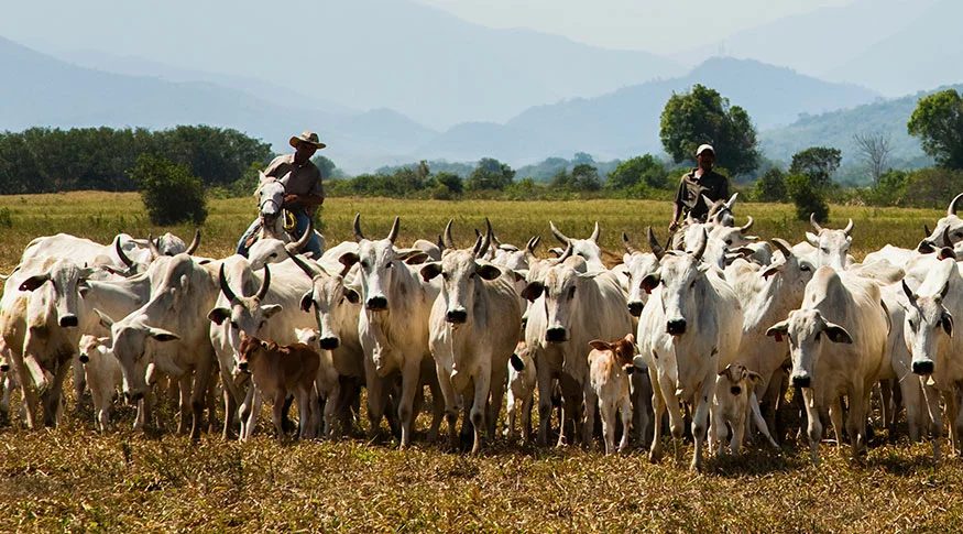 Cidade do boi: município brasileiro tem rebanho bovino 38 vezes maior que sua população
