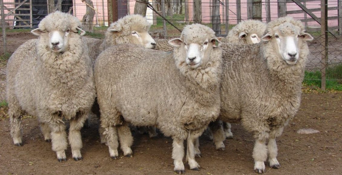 Ovinos Corriedale: a raça que une força, lã e carne de valor