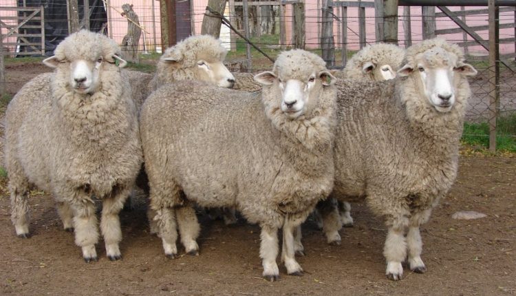 Ovinos Corriedale: a raça que une força, lã e carne de valor