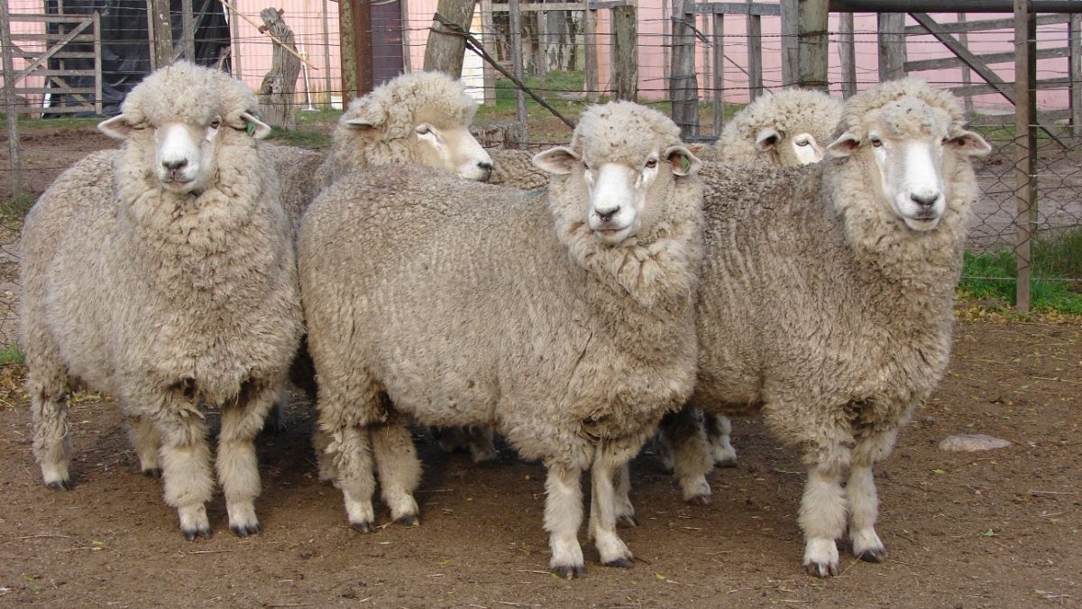 Ovinos Corriedale: a raça que une força, lã e carne de valor
