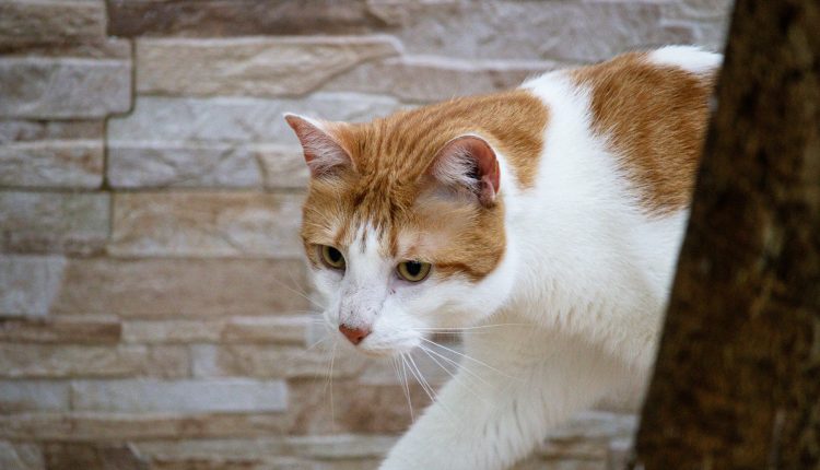 Subdiagnóstico torna doenças articulares ainda mais desafiadoras para os gatos