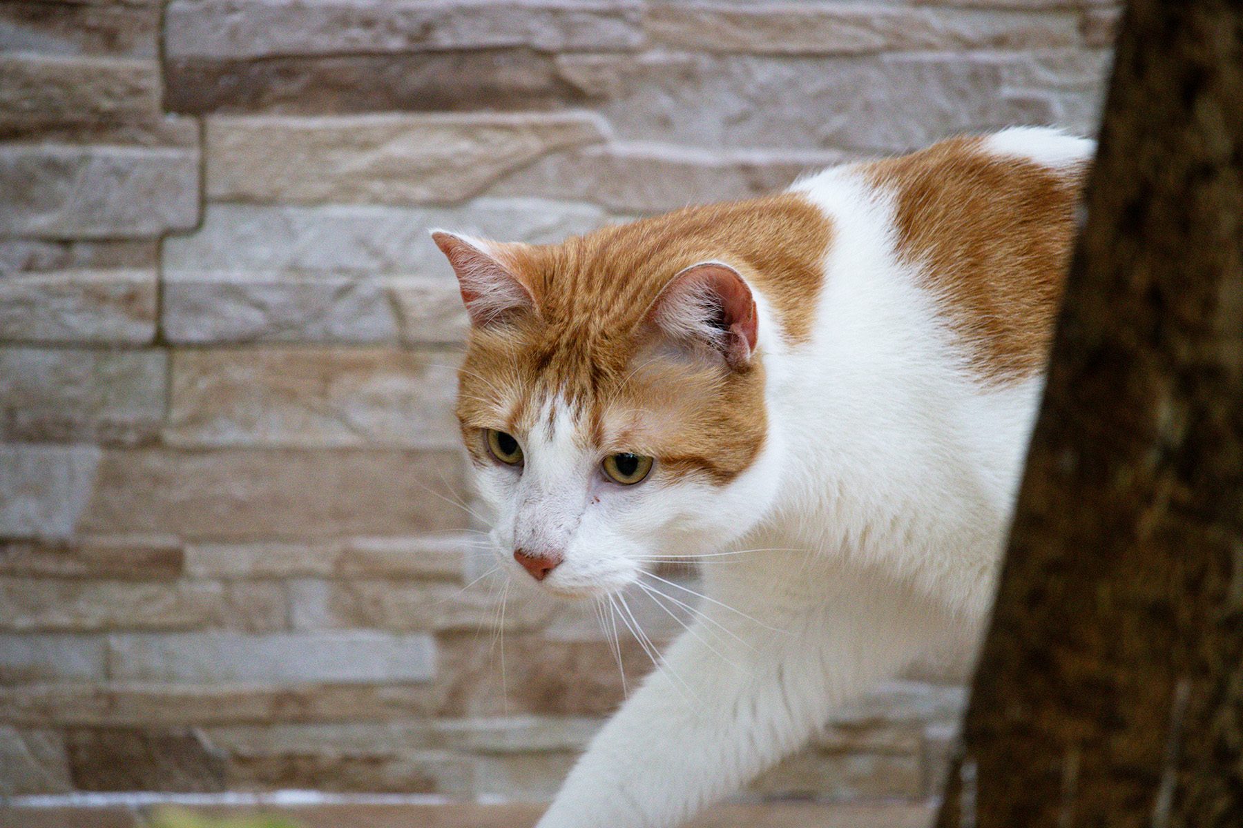 Subdiagnóstico torna doenças articulares ainda mais desafiadoras para os gatos