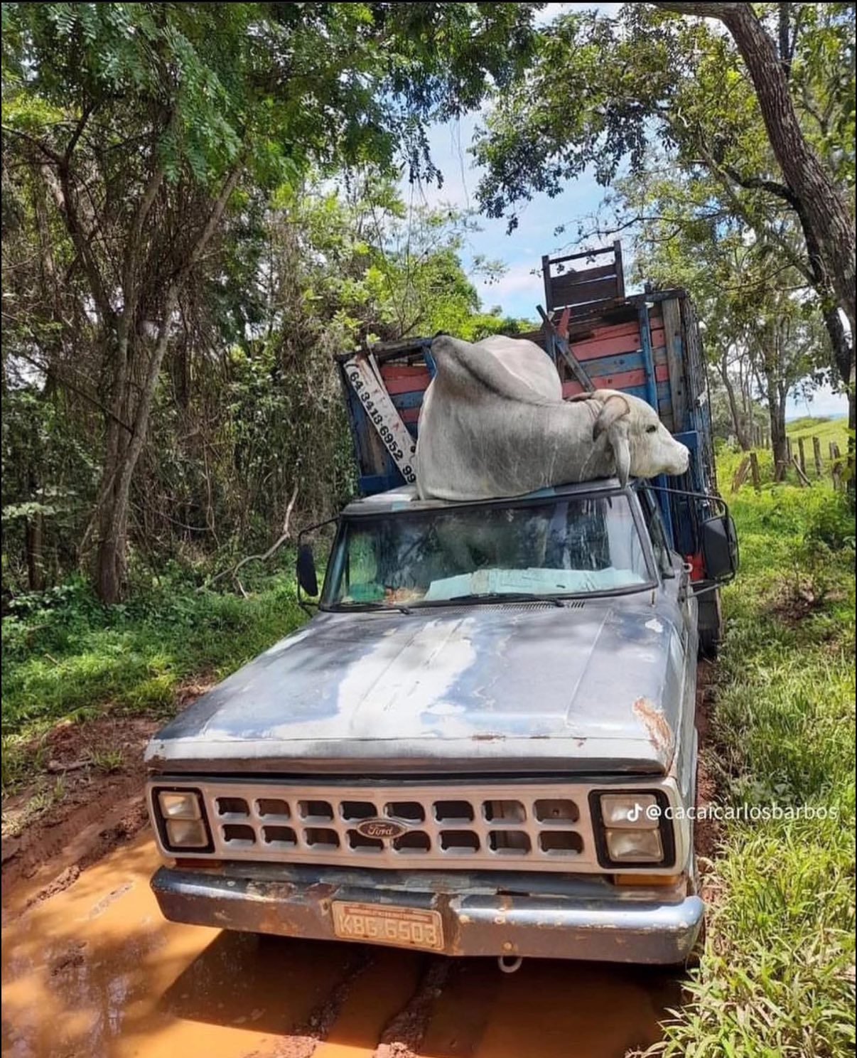 Boi causa acidente inusitado – e quase fatal – e entra para saga do “Nelore sendo Nelore”; Fotos