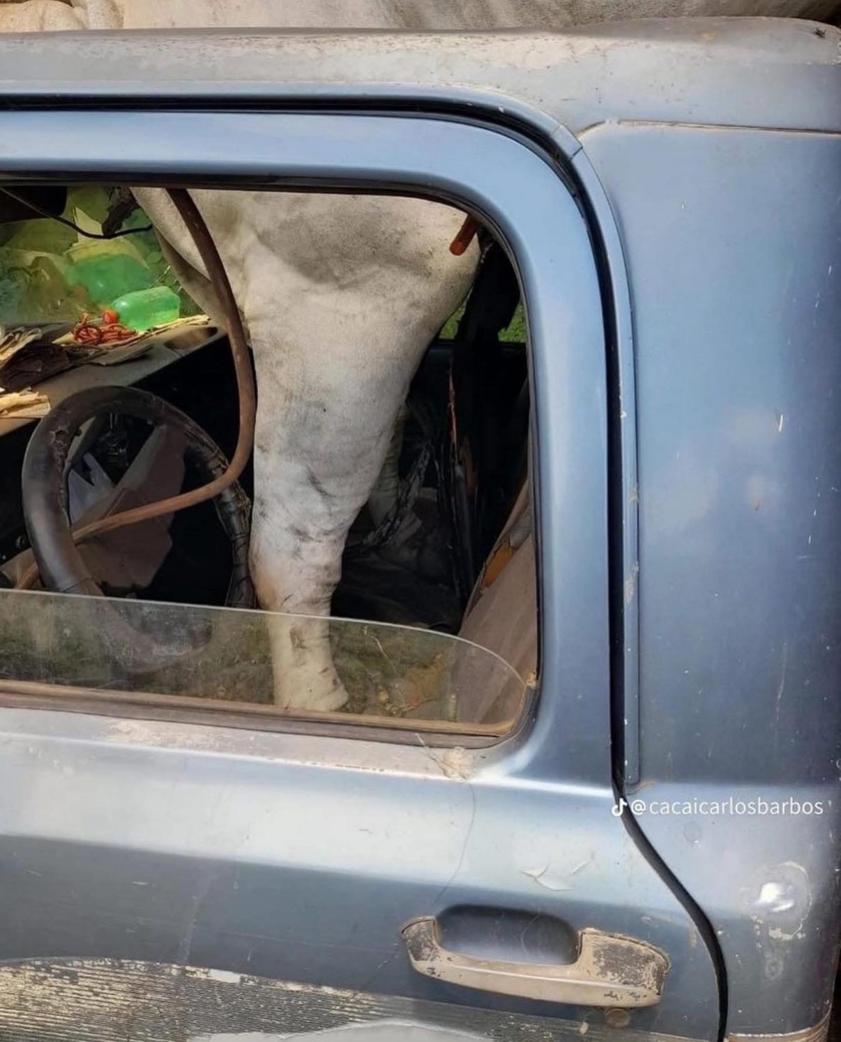 Boi causa acidente inusitado – e quase fatal – e entra para saga do “Nelore sendo Nelore”; Fotos