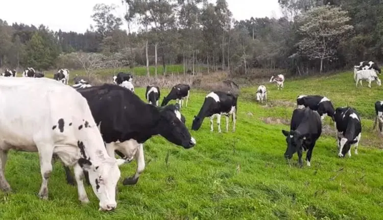 Investimento de R$ 2,2 milhões impulsiona agtech que pesa gado com IA