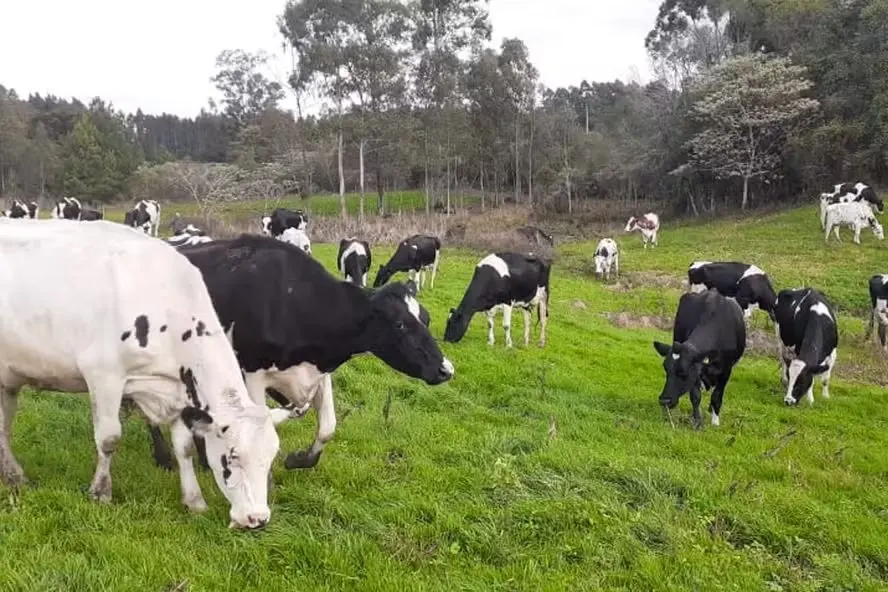 Investimento de R$ 2,2 milhões impulsiona agtech que pesa gado com IA