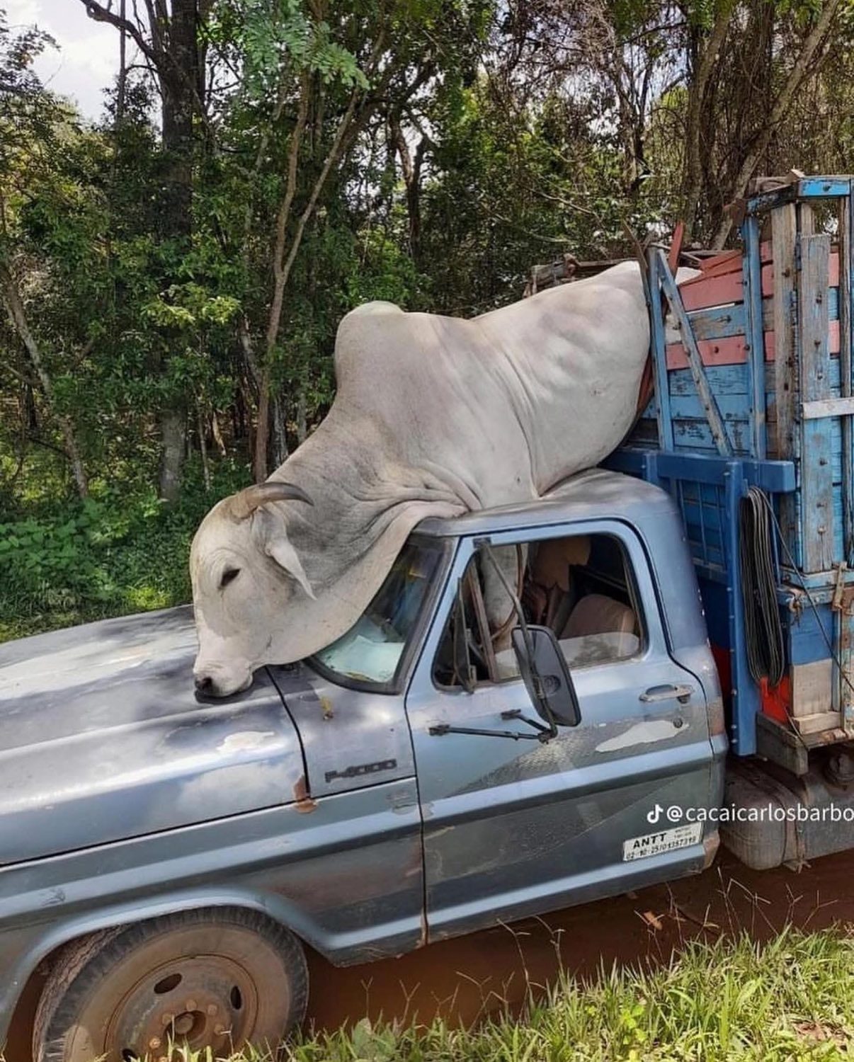 Boi causa acidente inusitado – e quase fatal – e entra para saga do “Nelore sendo Nelore”; Fotos