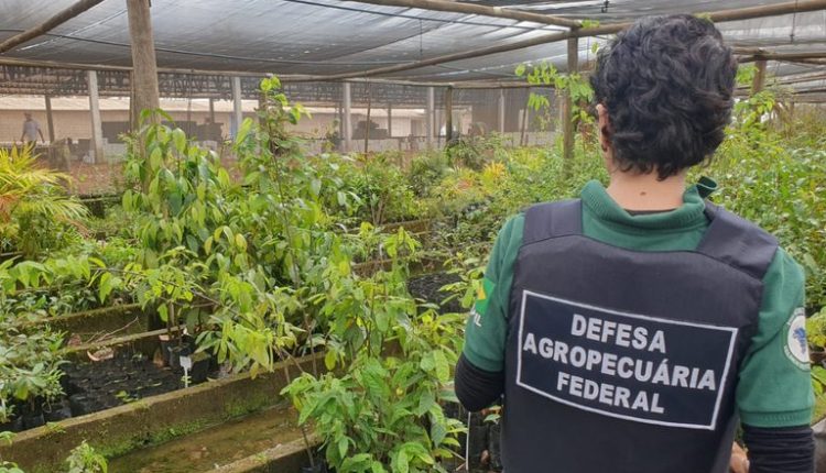 Fiscalização descobre plantas raras e cultivo irregular de variedades protegidas