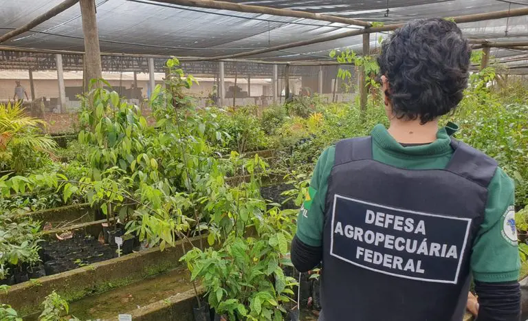 Fiscalização descobre plantas raras e cultivo irregular de variedades protegidas