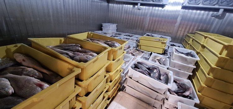 Operação do Ibama resulta na apreensão de mais de 9 toneladas de pescado irregular