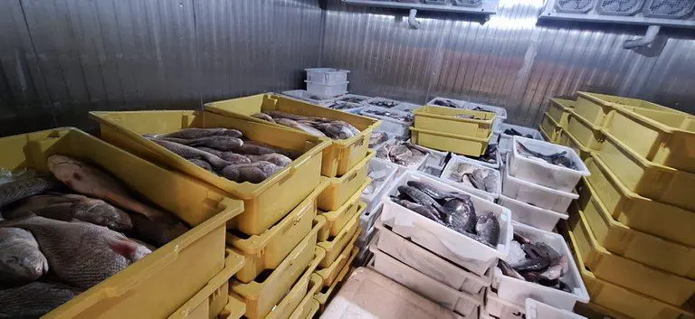 Operação do Ibama resulta na apreensão de mais de 9 toneladas de pescado irregular