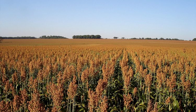 Sorgo vira aposta de rentabilidade na safrinha