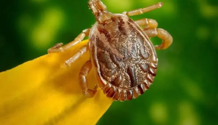 Acre registra surgimento de novas espécies de carrapatos