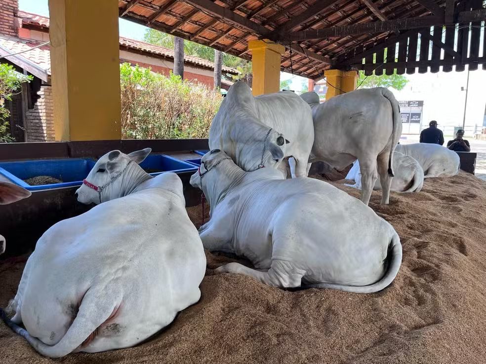 Vaca de Henrique e Juliano é avaliada em R$ 4 milhões durante exposição no interior de SP