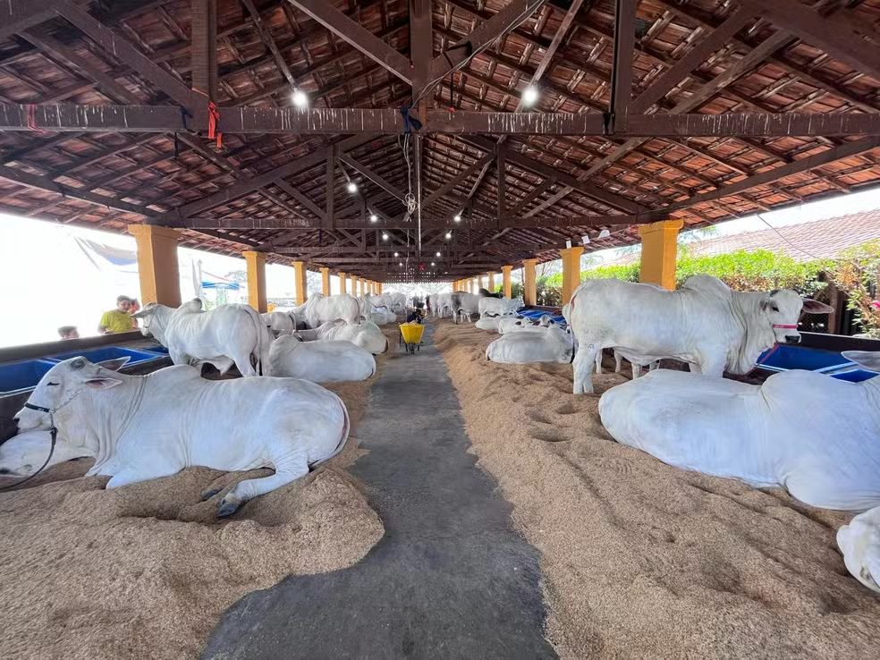 Vaca de Henrique e Juliano é avaliada em R$ 4 milhões durante exposição no interior de SP