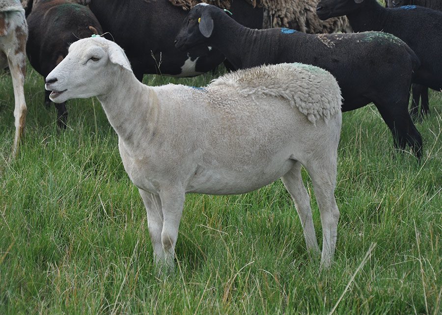 Mais carne, menos despesas: Conheça a Ovelha desenvolvida para o Futuro