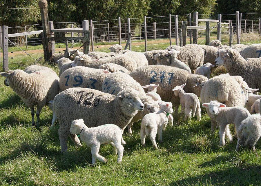 Mais carne, menos despesas: Conheça a Ovelha desenvolvida para o Futuro