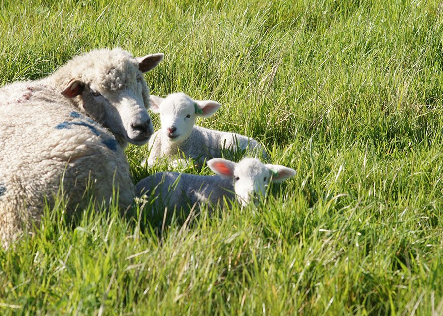 Mais carne, menos despesas: Conheça a Ovelha desenvolvida para o Futuro