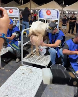 Cabrita Faustina quebra recorde mundial de produção de leite caprino com 29,950 kg; vídeo