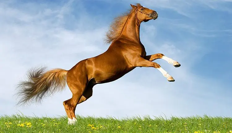 Seu cavalo deu pinote? Saiba como reagir corretamente