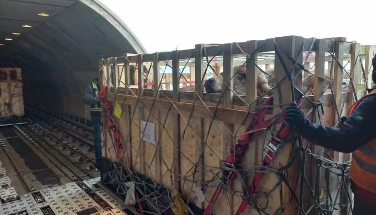 Carga de bovinos da raça Gir Leiteiro foi transportada de Viracopos com destino a Quito, no Equador — Foto: Divulgação LATAM