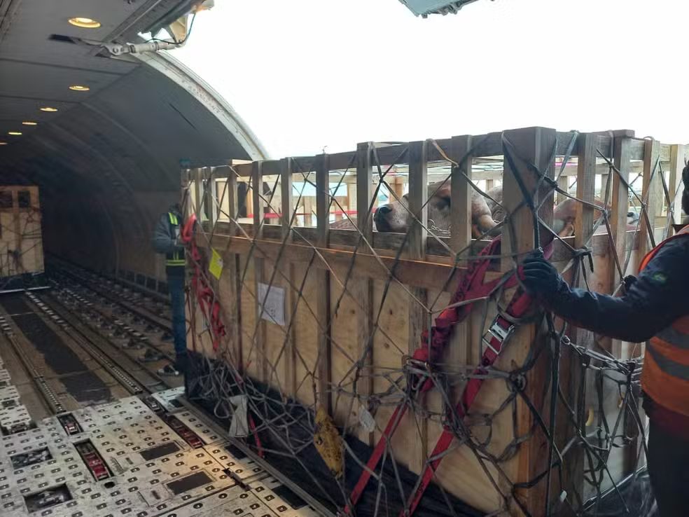 Carga de bovinos da raça Gir Leiteiro foi transportada de Viracopos com destino a Quito, no Equador — Foto: Divulgação LATAM