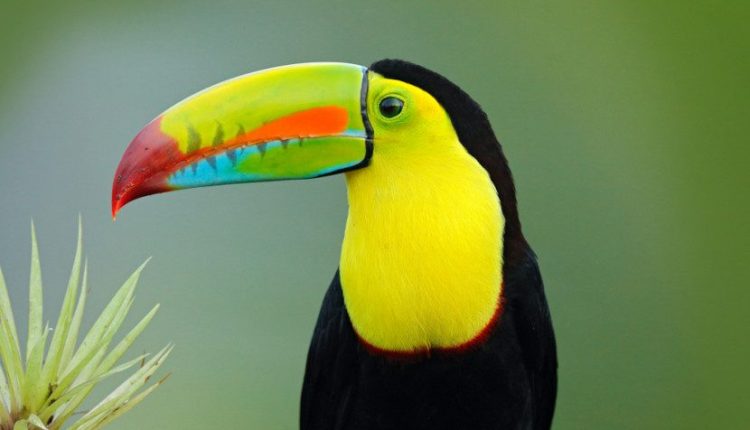 O que você precisa saber para criar tucanos, aves curiosas e carismáticas
