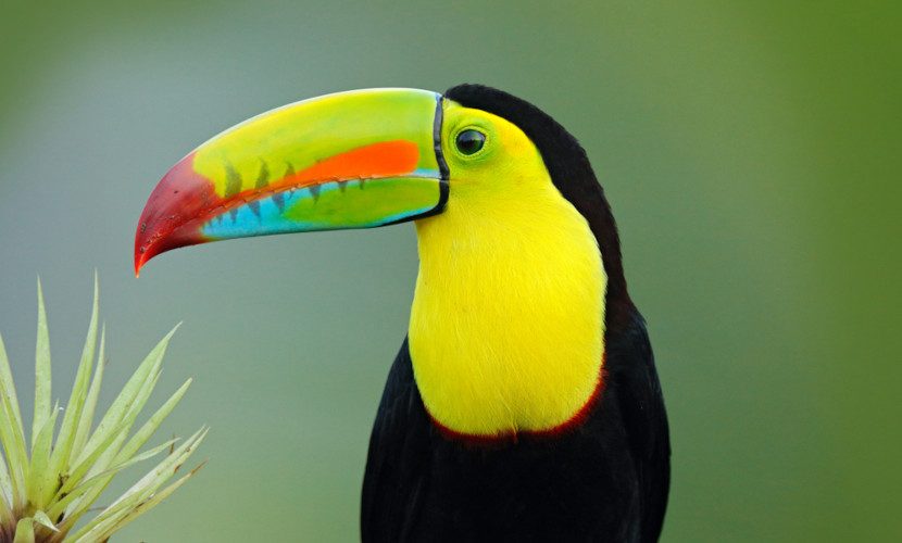 O que você precisa saber para criar tucanos, aves curiosas e carismáticas