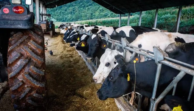RS registra queda de 12,3% no número de produtores de leite em dois anos