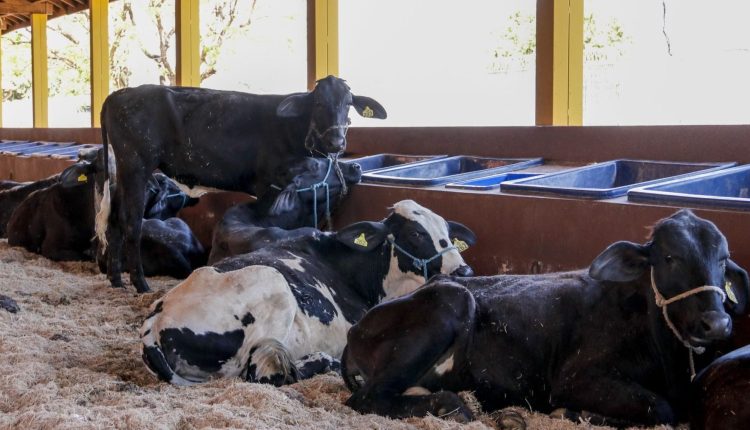 62ª EXPO Rio Preto entra em contagem regressiva para primeira etapa