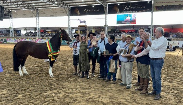 Competição de morfologia do cavalo crioulo premia égua do Paraná