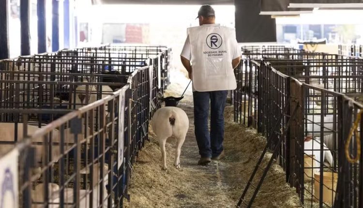 Casos de morte em animais após vacinação atingem 612 registros