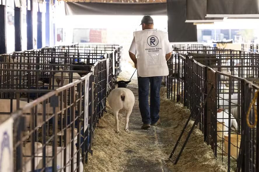 Casos de morte em animais após vacinação atingem 612 registros