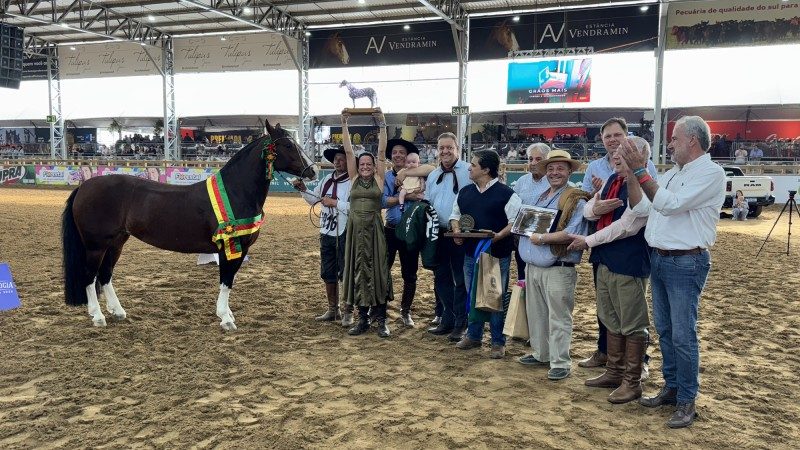 Competição de morfologia do cavalo crioulo premia égua do Paraná