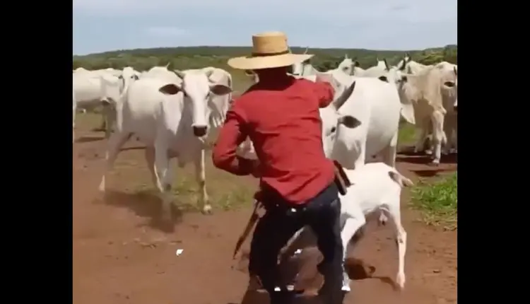manejo de maternidade vaca nelore - vaca brava