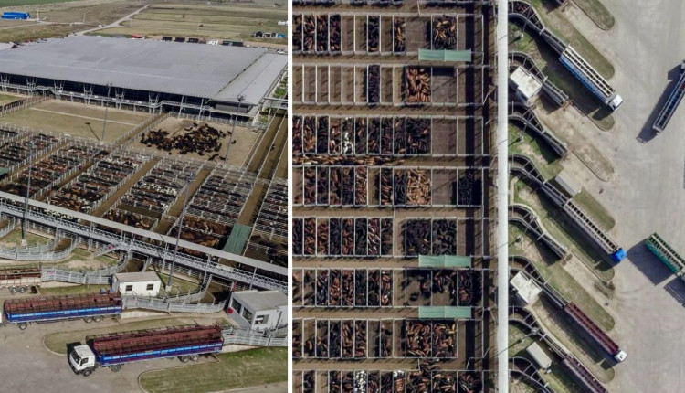 Mercado de Cañuelas se consolida como o maior centro de pecuária do mundo