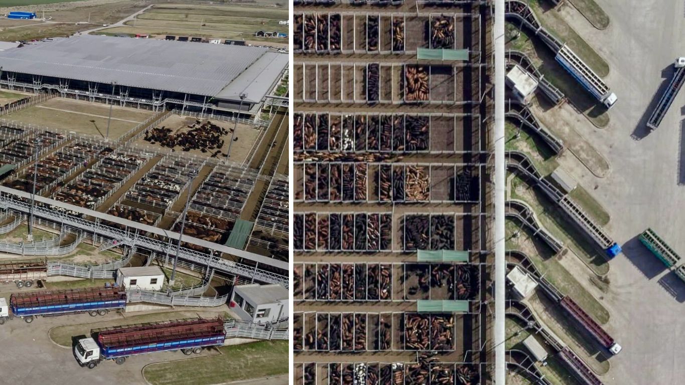 Mercado de Cañuelas se consolida como o maior centro de pecuária do mundo