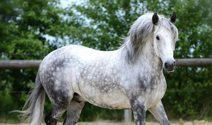 misterio dos cavalos tordilhos