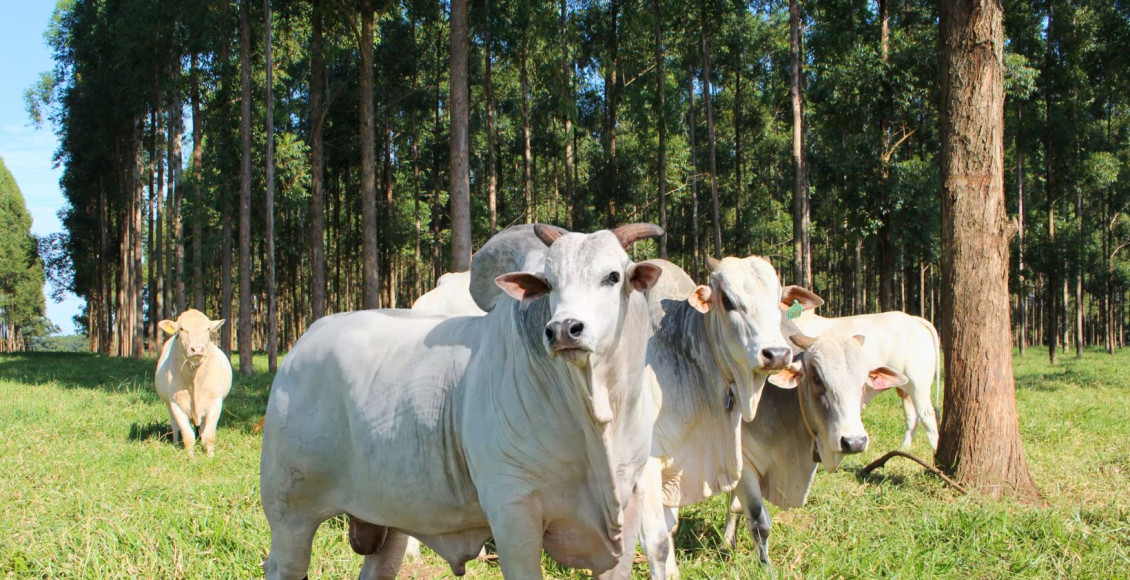 Tecnologia e planejamento são chave para a rastreabilidade bovina