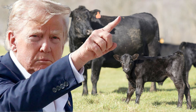 pecuaria norte-americana nao tera incentivos para o crescimento do rebanho donald trump