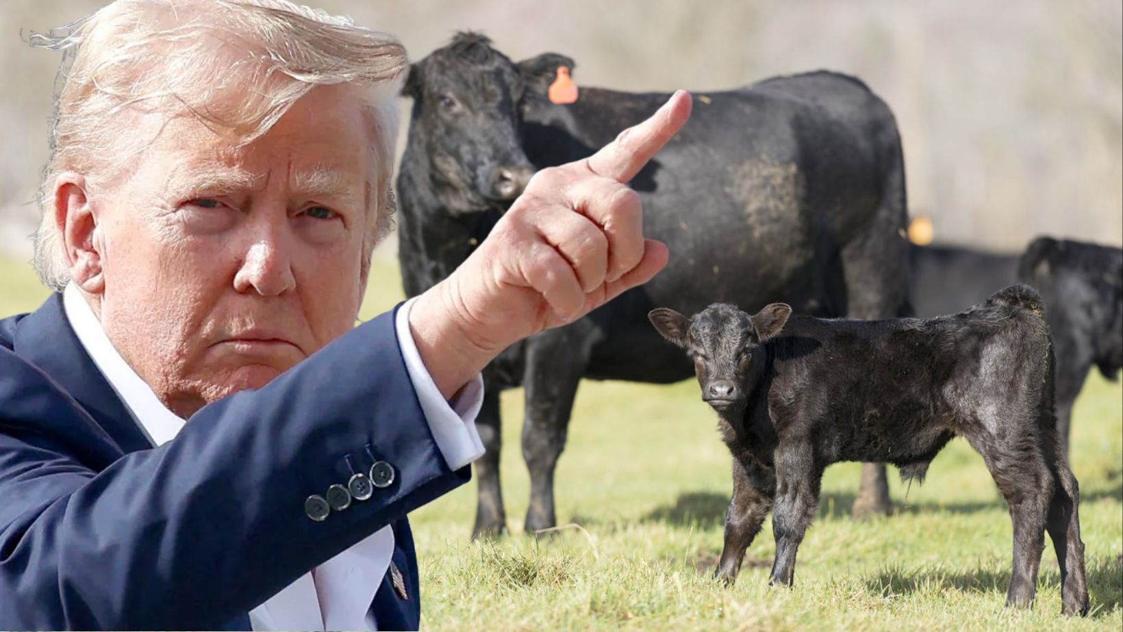 pecuaria norte-americana nao tera incentivos para o crescimento do rebanho donald trump