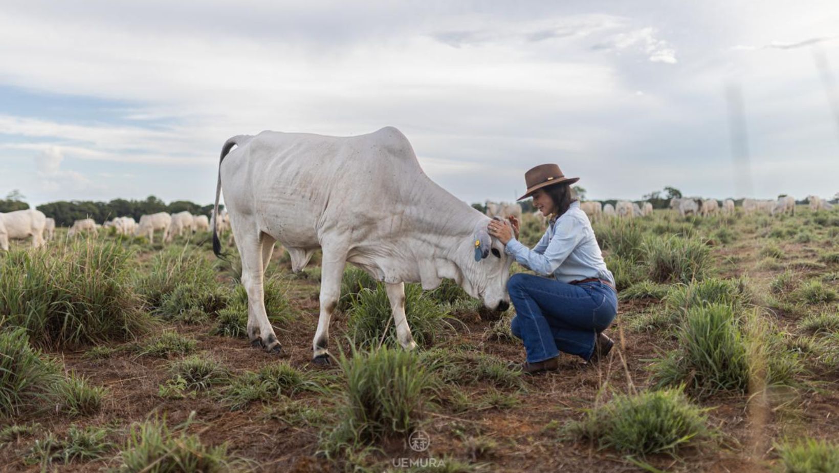 pecuarista carmem perez com vaca nelore - orvalho das flores vaca mansa mansidao