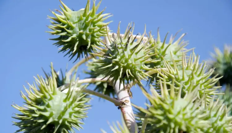 planta mamona